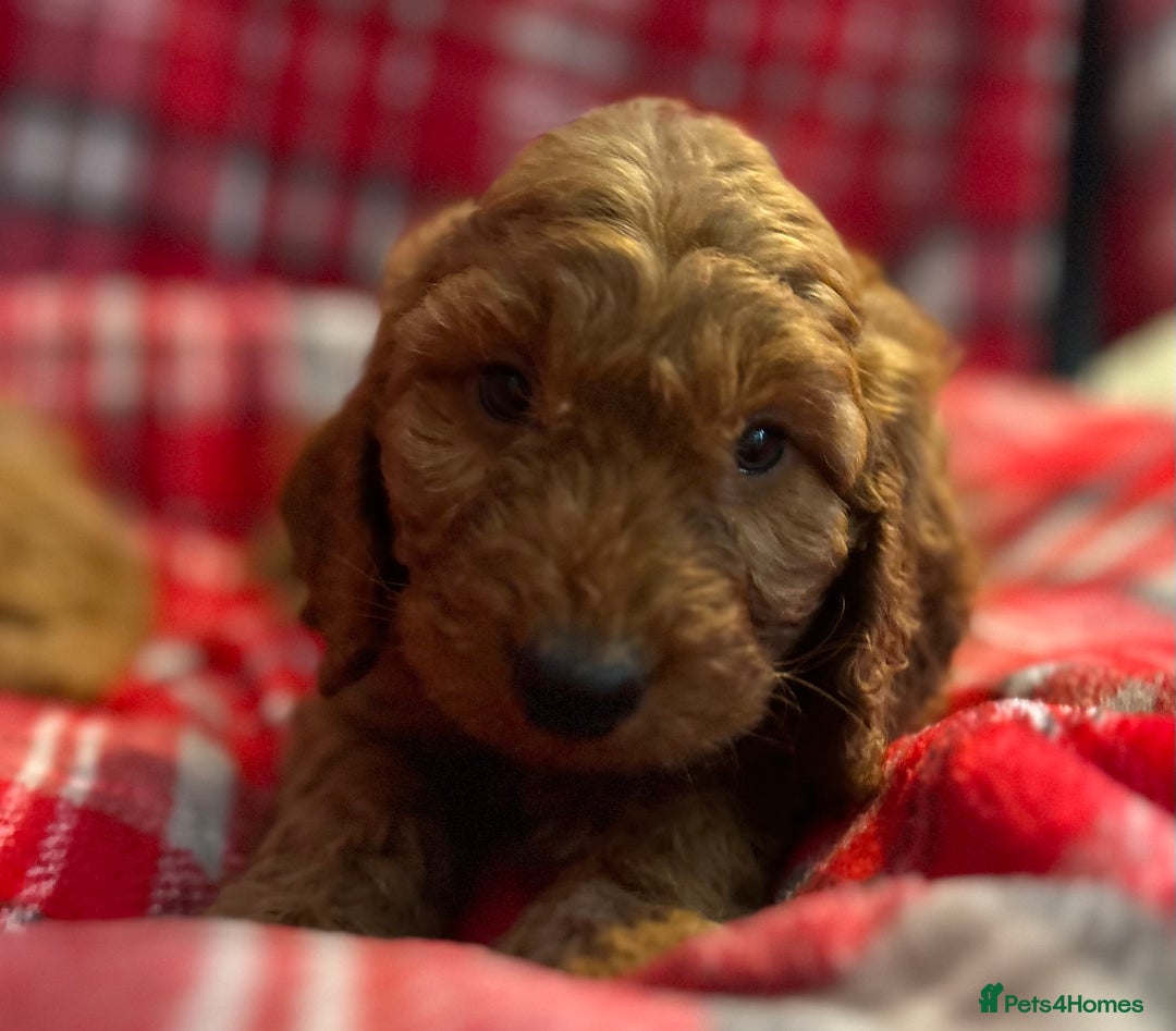 Cockapoo dogs for sale: 🐕‍🦺🐶ADORABLE COCKAPOO 🐶 🐕‍🦺 - Advert 13