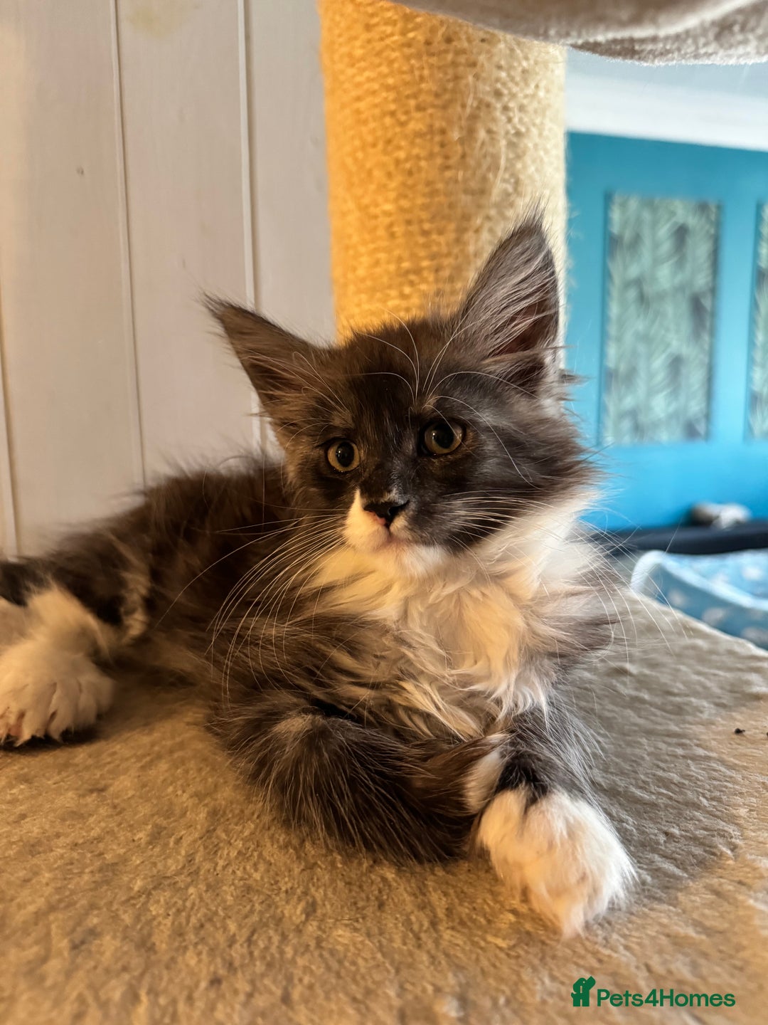 Maine Coon cats for sale: Maine coon TICA reg polydactyl boy black smoke  - Advert 9