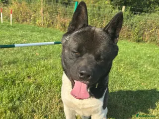 Akita dogs Huge Beautiful Softie Bear Head American Akita - Advert 2