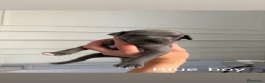 Italian Greyhound 1