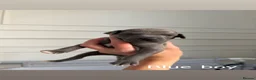 Italian Greyhound dogs for sale: KC Registered Italian Greyhound Puppies  in Carlisle - Advert 20