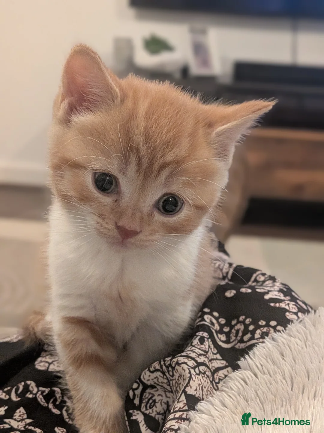 Selkirk Rex cats for sale: Beautiful Kittens – From Pedigree Selkirk Rex Mum - Advert 15