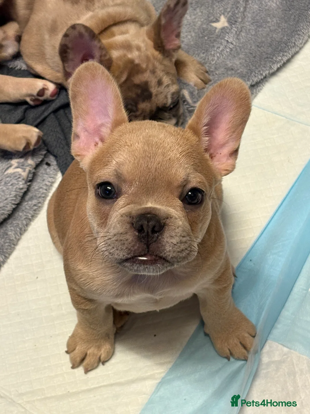 French Bulldog dogs for sale: *REDUCED*❤️‍🔥 - Advert 3