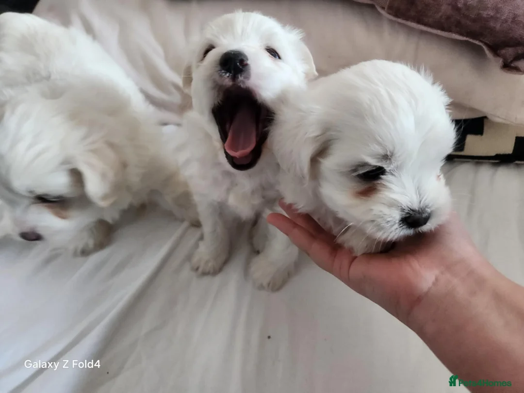 Bichon Frise dogs for sale: 3 adorable boys  - Advert 8