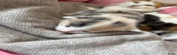 Domestic Shorthair cats for sale: 4 Female kitten  - Advert 2