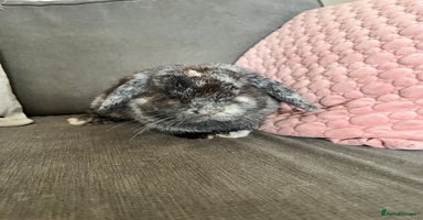 Mini Lop rabbits - Advert 2