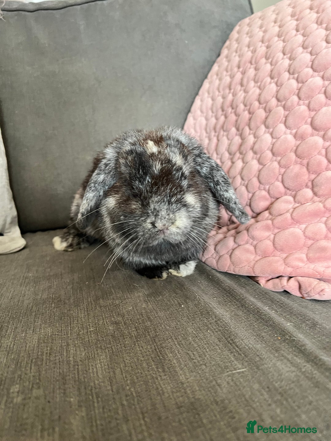 Mini Lop rabbits for sale: Beautiful Mini Lop female for sale - Image 3