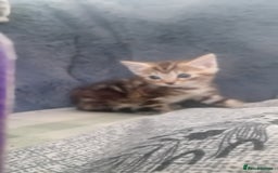 Bengal cats for sale: Bengal cross kittens  - Image 6