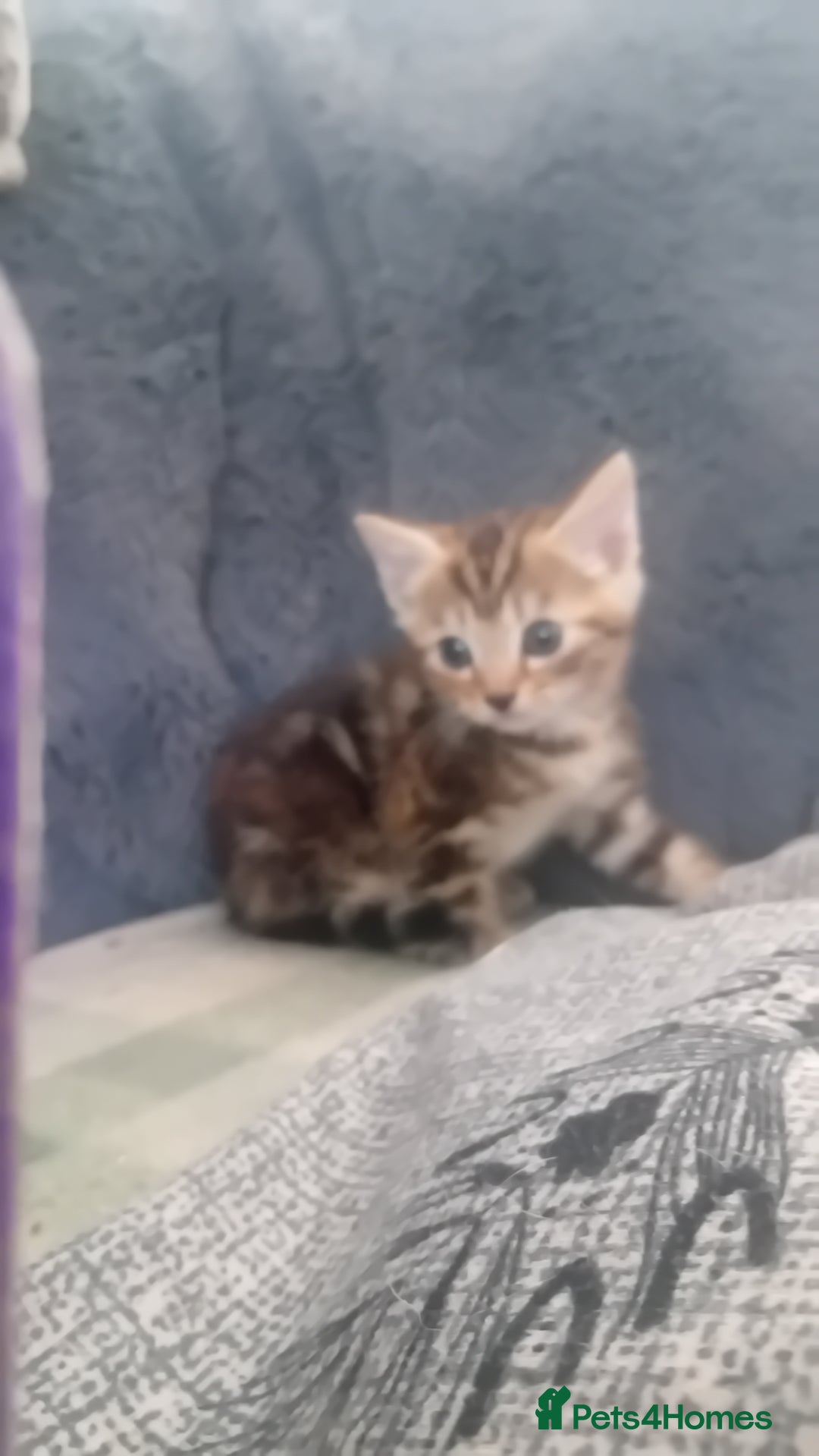 Bengal cats for sale: Bengal cross kittens  - Image 6