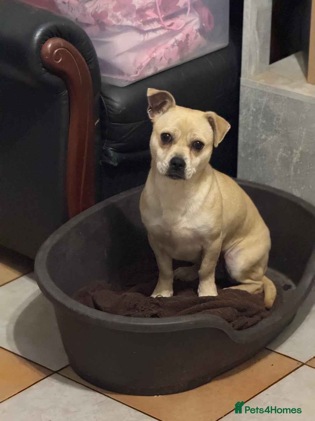 Mixed Breed dogs for adoption: Pretty Jamala ready for cuddles - Advert 1