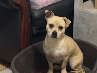 Mixed Breed dogs Pretty Jamala ready for cuddles - Advert 2