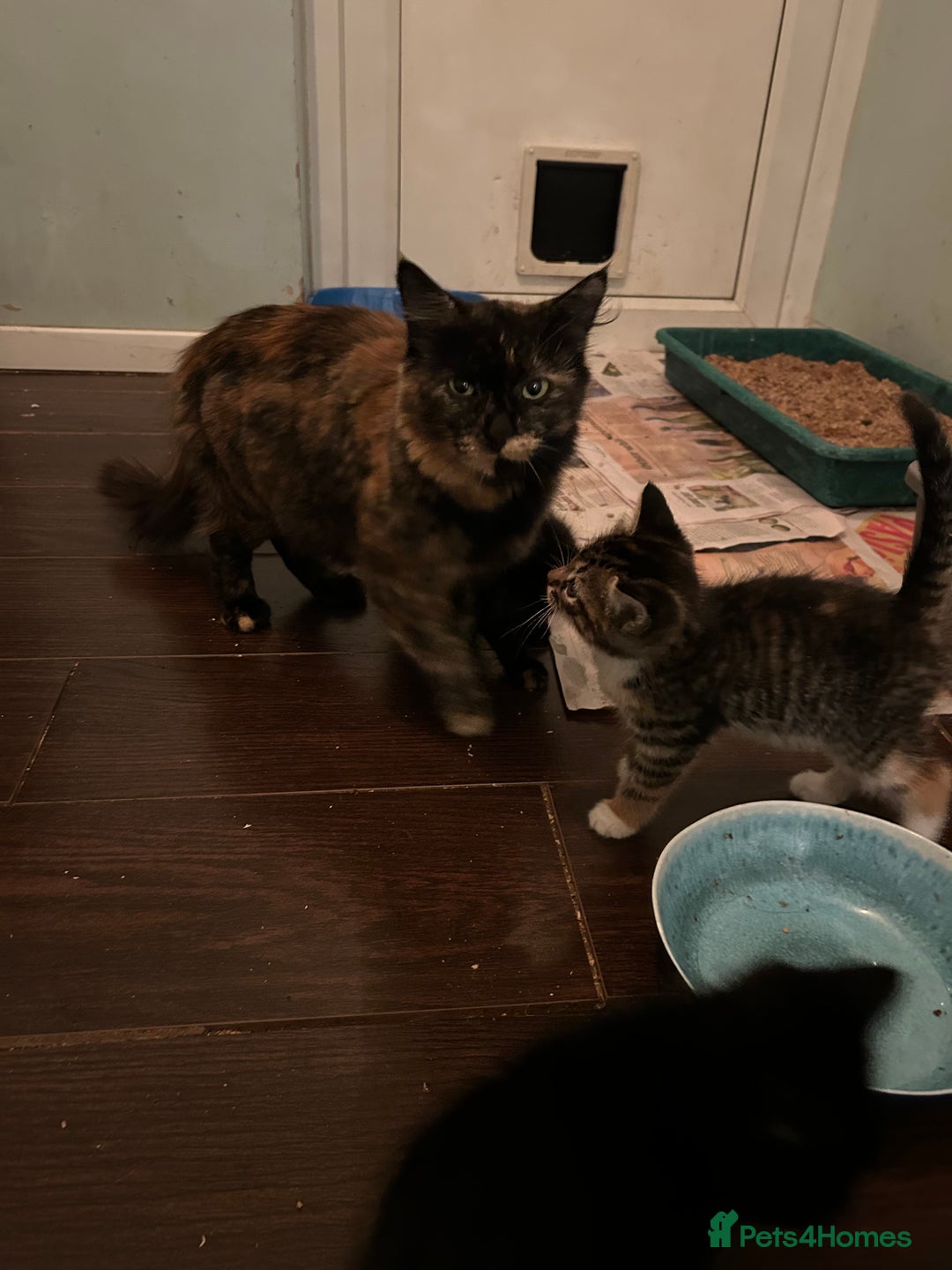 Mixed Breed cats for sale: Three beautiful kittens - Advert 8