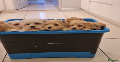 Maltipoo dogs - Advert 3