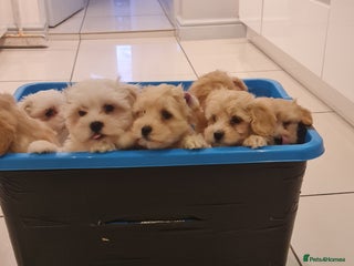 Maltipoo dogs - Advert 5