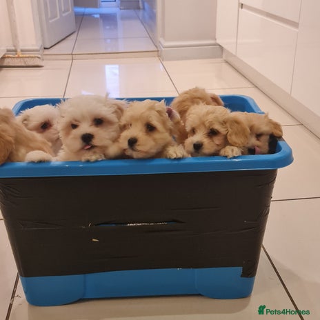 Maltipoo dogs - Advert 1