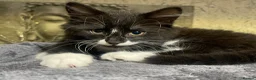 Norwegian Forest Cat cats for sale: Norwegian Forrest Cat mix bread  - Advert 6