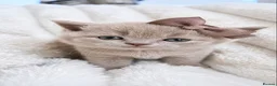 British Shorthair cats for sale: GCCF Registered Kittens British Shorthair - Advert 4