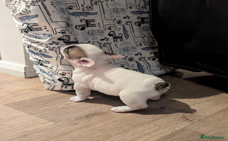 French Bulldog dogs - Advert 1