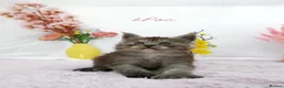 Maine Coon cats for sale: Stunning Maine Coon ( polydactyl)  - Advert 19