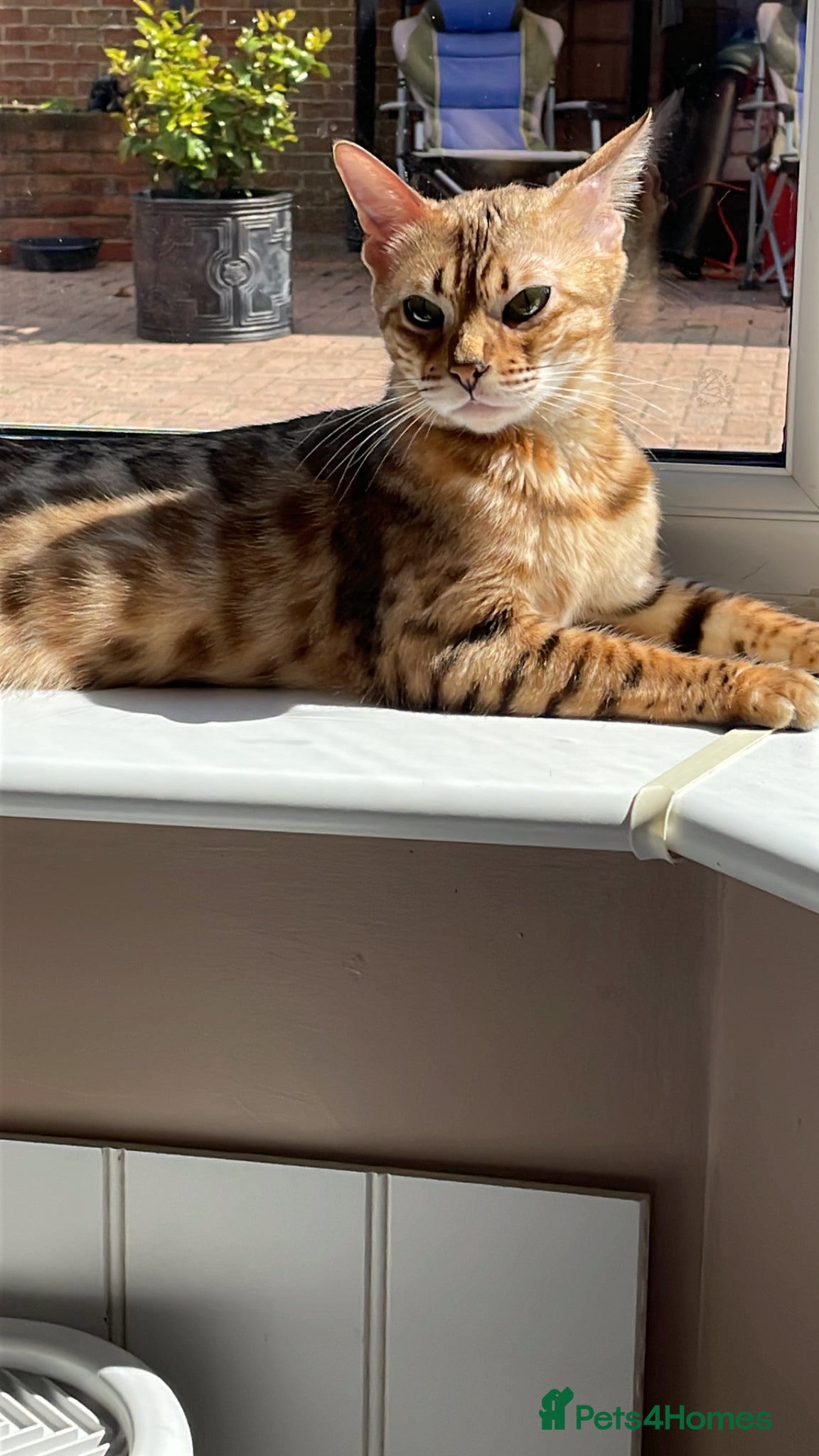 Bengal cats Pedigree Bengal kittens ready now - Advert 1