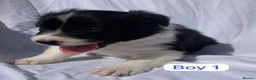 Border Collie dogs for sale: KC registered border collie puppies  - Advert 9