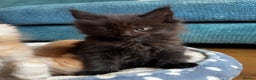 Maine Coon cats for sale: 🐾 GCCF Maine Coon Kittens 3 Red Smoke Black Boys - Advert 2