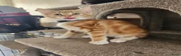 Mixed Breed cats for sale: 4 adorable female kittens for sale  - Advert 33
