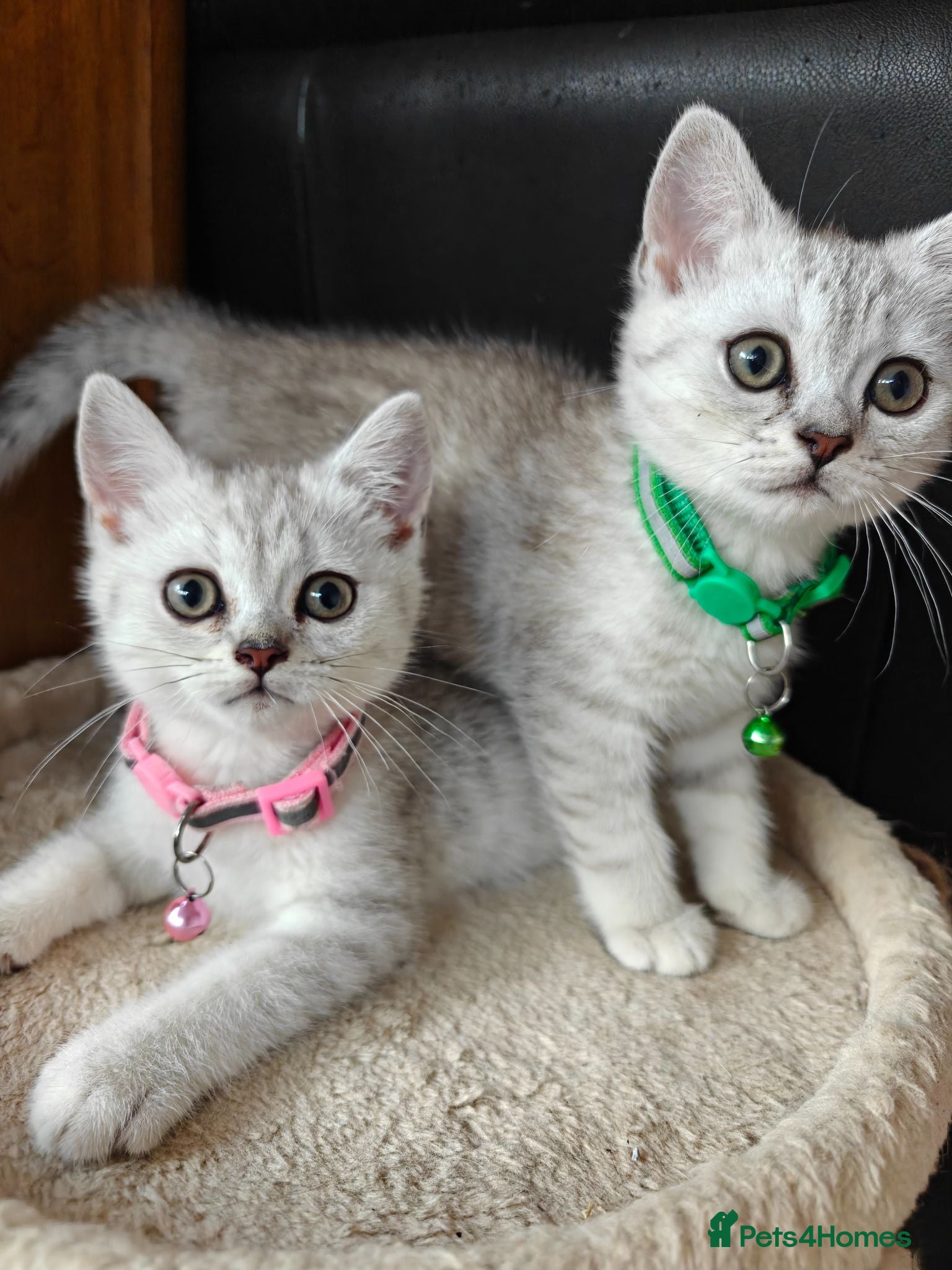 Scottish Fold cats Scottish straight kittens available. - Advert 1