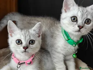 Scottish Fold cats Scottish straight kittens available. - Advert 1