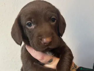 Springador dogs Springador Puppies - Advert 10