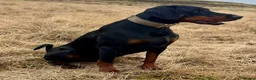 Dobermann dogs for sale: KC registered exclusive Dobermann puppies  in Wickford - Advert 29