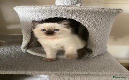 Ragdoll cats for sale: GCCF Seal point and bi colour Ragdoll Kittens - Image 36