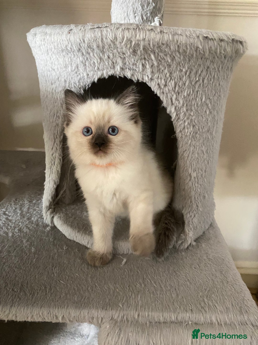 Ragdoll cats for sale: GCCF Seal point and bi colour Ragdoll Kittens - Image 36