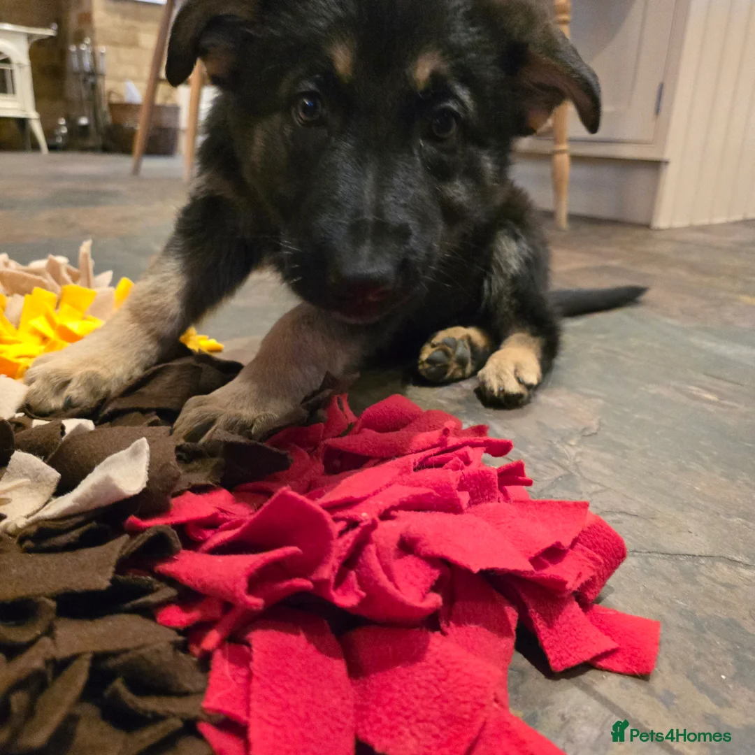 German Shepherd dogs for sale: 2 Beautiful GS females 💚💗 ready to go! - Advert 13