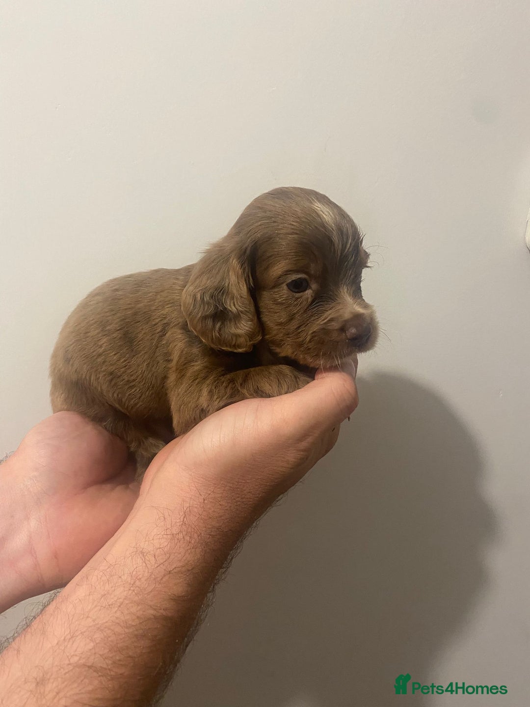 Cocker Spaniel dogs for sale: Working Cocker Spaniels - Image 7