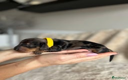 Dachshund dogs for sale: Miniature Dachshunds - Image 5