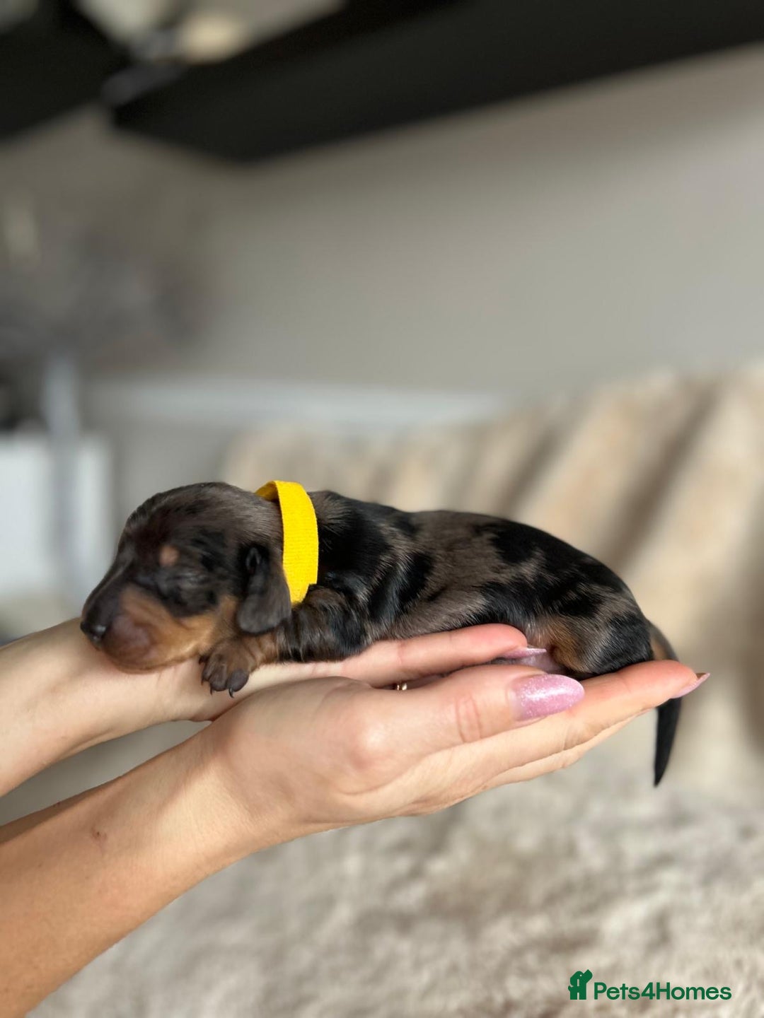 Dachshund dogs for sale: Miniature Dachshunds - Image 5