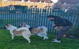 Akita dogs for sale: Akita pup READY in Sunderland - Image 2