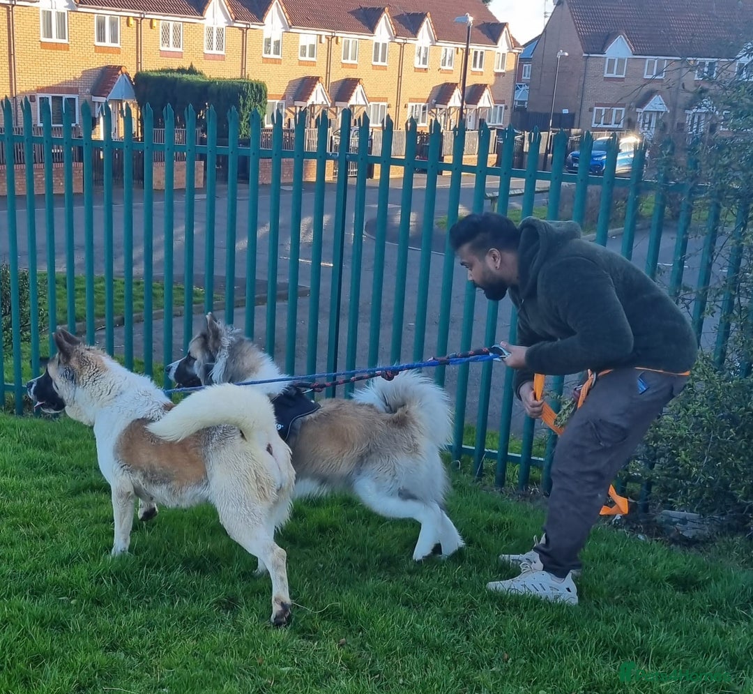 Akita dogs for sale: Akita pup READY in Sunderland - Image 2