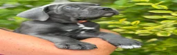 Cane Corso dogs for sale: Last Adorable Puppy Blue Cane Corso available - Advert 8