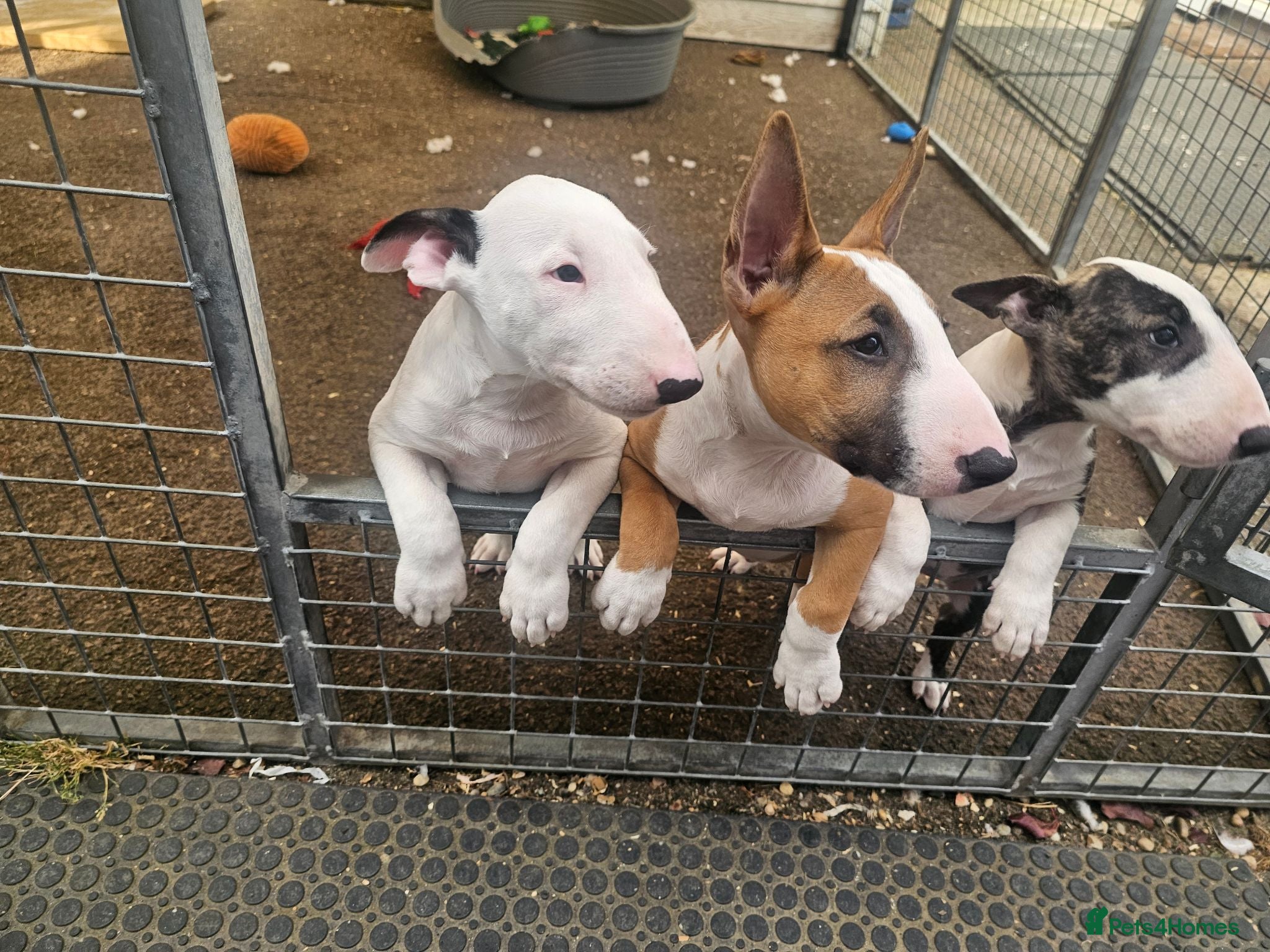 English Bull Terrier dogs English bullterrier pups for sale - Advert 1