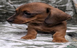Miniature Dachshund dogs for sale: Quality KC / PRA Clear Minature Dachshund Puppies  - Image 4