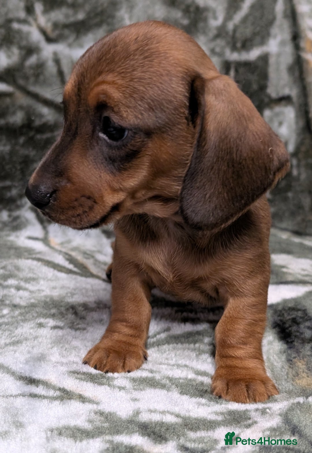 Miniature Dachshund dogs for sale: Quality KC / PRA Clear Minature Dachshund Puppies  - Image 4