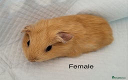 Guinea Pig rodents for sale: Baby Guinea Pigs - Image 4