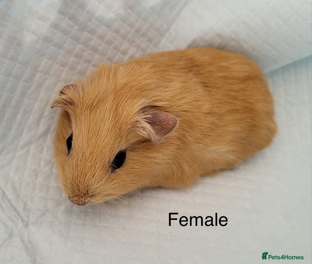 Guinea Pig rodents for sale: Baby Guinea Pigs - Image 4