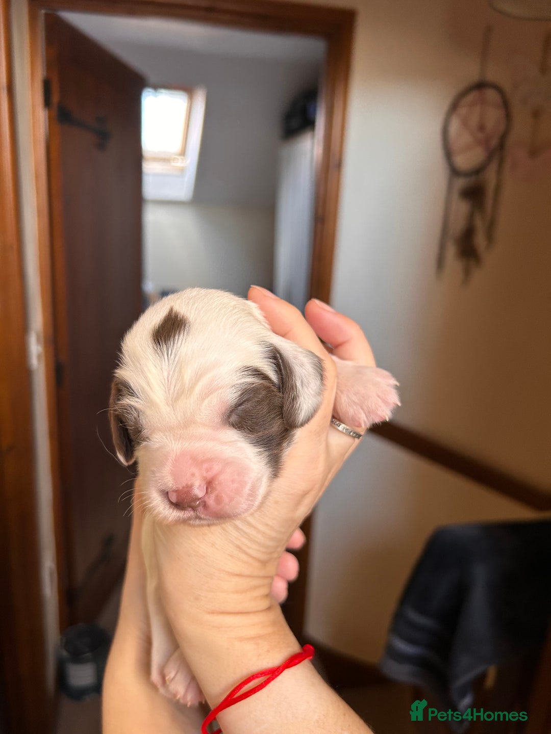 English Springer Spaniel dogs for sale: English springer spaniel puppies  - Advert 4