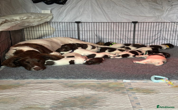 English Springer Spaniel dogs - Advert 1