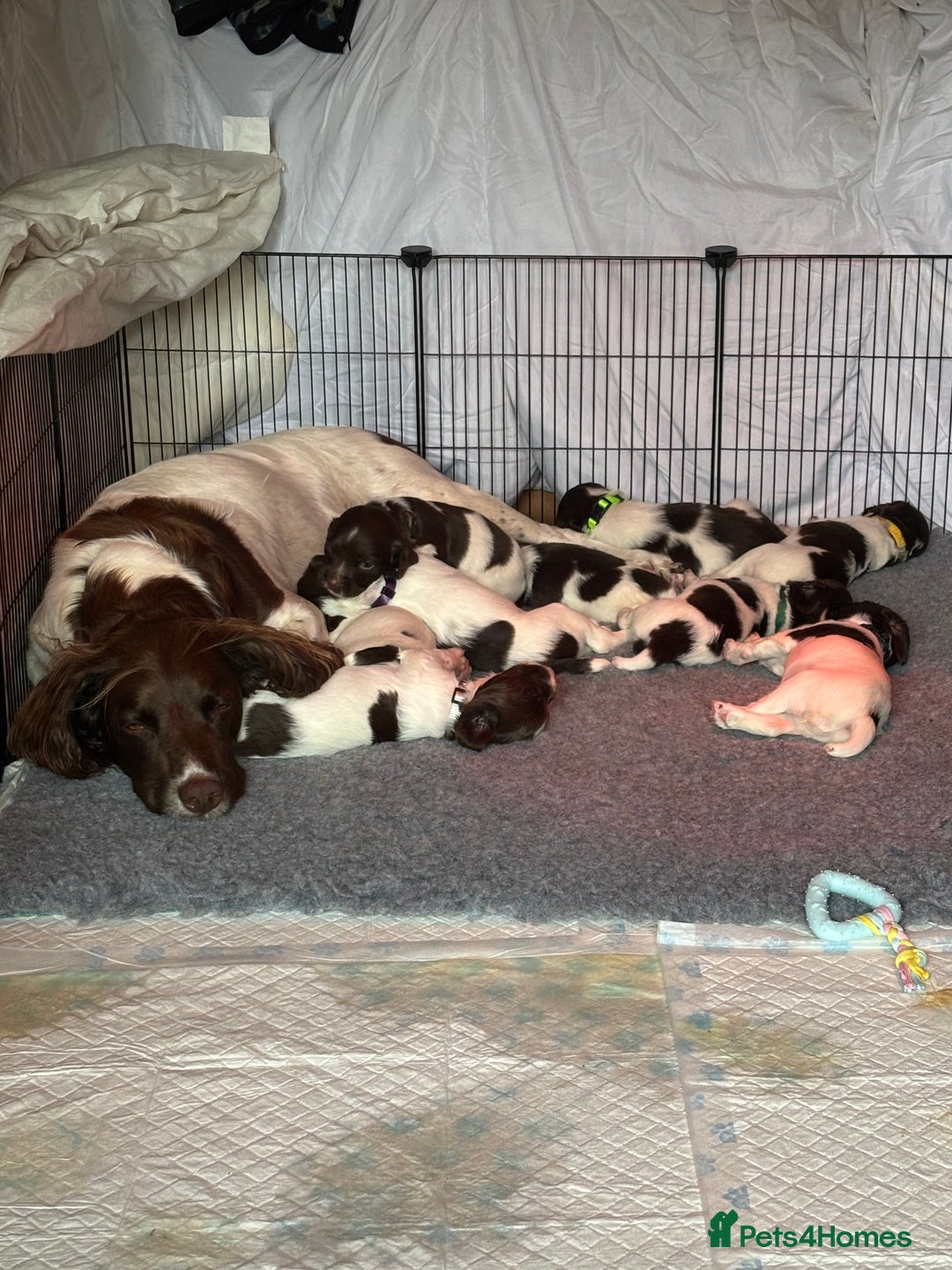 English Springer Spaniel dogs for sale: Sired by Brocklinton Bertie FTCH, docked - Image 1