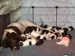 English Springer Spaniel dogs - Advert 2
