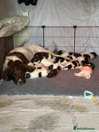 English Springer Spaniel dogs - Advert 2